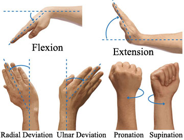 Flexion.Extension.Pronation.Supination.jpg